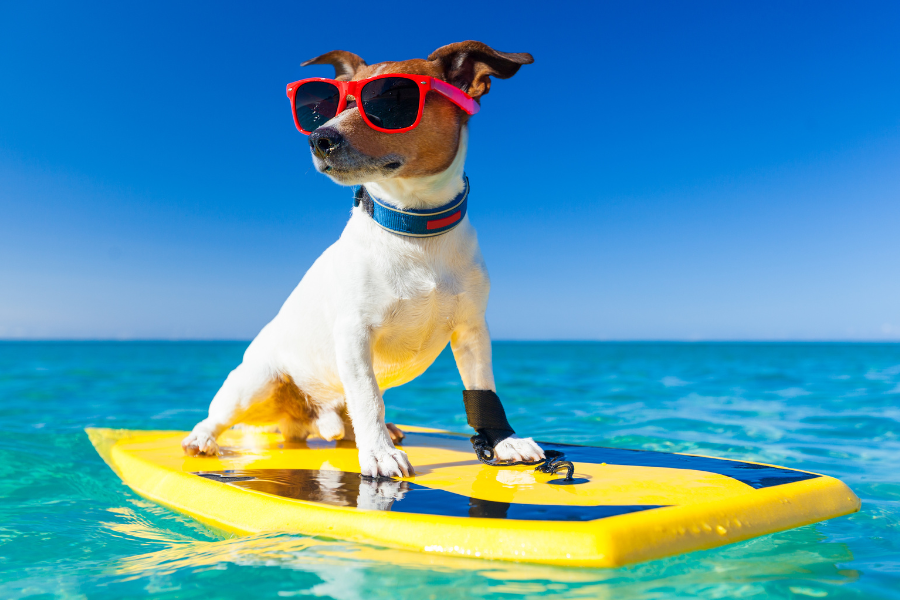 Dog-Friendly Hotels in Seaside Cover