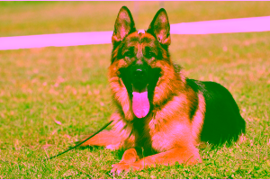 German Shepherds as Service Dogs Cover