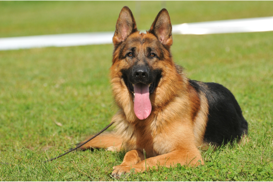 German Shepherds as Service Dogs Cover