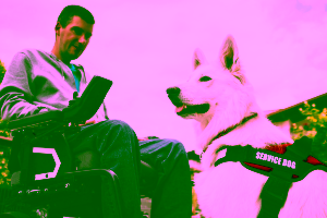 Good Service Dogs Cover, Good Dogs for Service Dogs