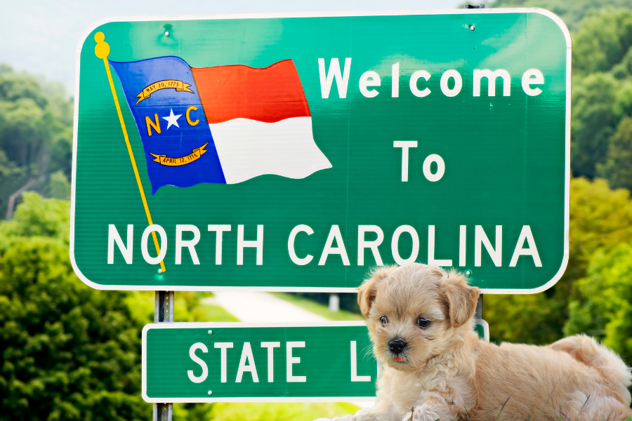 Hotels in Asheville That Allow Pets in Cover