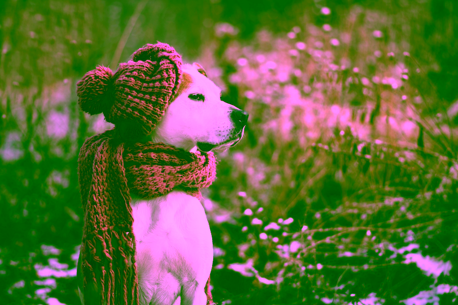 Hotels in Breckenridge that Allow Pets Cover