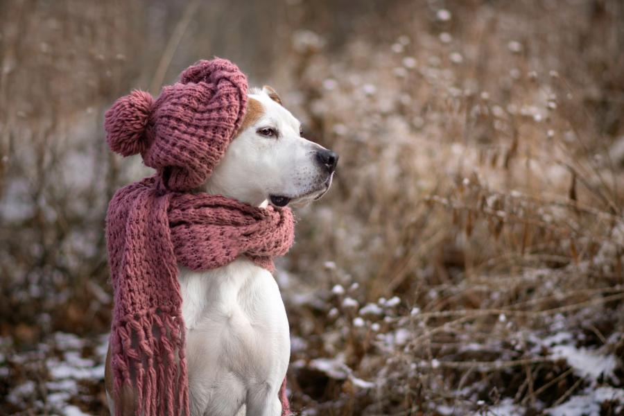 Hotels in Breckenridge that Allow Pets Cover