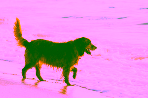 Hotels in Los Angeles that Allow Pets Cover