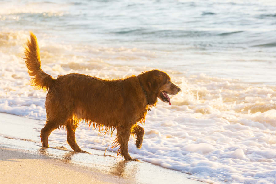 Hotels in Los Angeles that Allow Pets Cover
