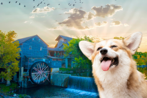 Hotels in Pigeon Forge That Allow Pets Cover