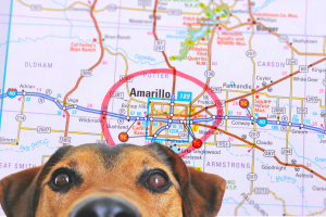 Hotels that Allow Pets in Amarillo Cover
