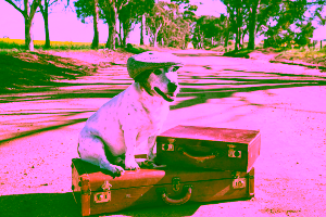 Hotels that Allow Pets in Branson, MO Cover