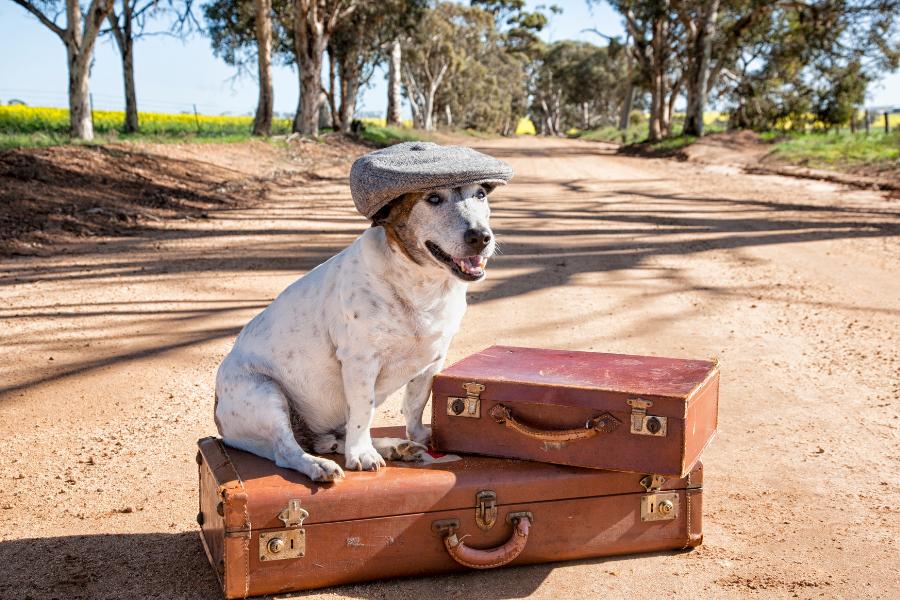 Hotels that Allow Pets in Branson, MO Cover