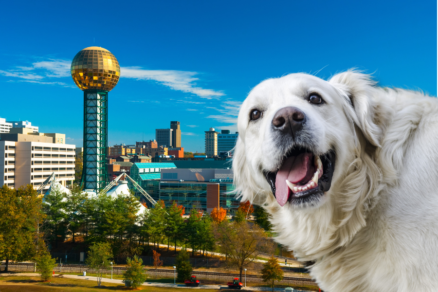Hotels That Allow Pets in Knoxville Cover