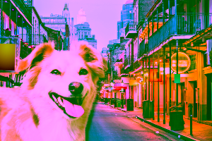 Hotels that Allow Pets in New Orleans Cover