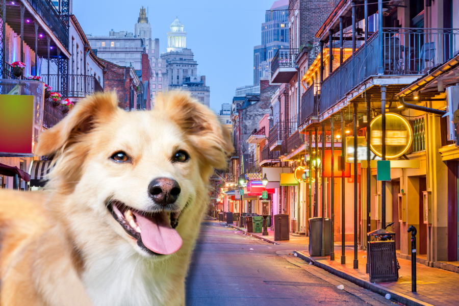 Hotels that Allow Pets in New Orleans Cover