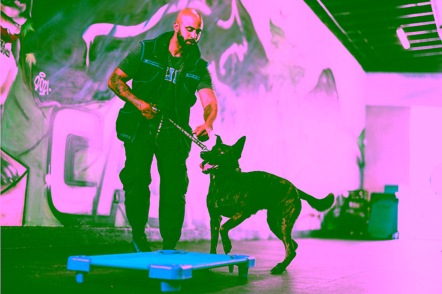 How to Train Your Dog to Become a Service Dog 13 How to Make Your Dog Your Service Dog Cover