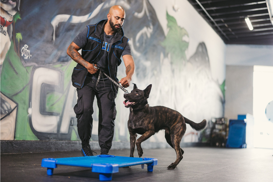 How to Train Your Dog to Become a Service Dog 12 How to Make Your Dog Your Service Dog Cover