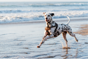 Myrtle Beach Hotels that are Pet-Friendly Cover