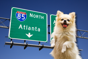 Pet-Friendly Hotels in Atlanta Cover