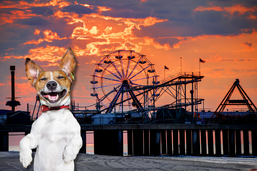 Pet-Friendly Hotels in Atlantic City Cover
