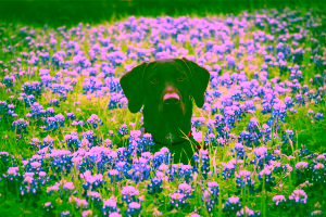 Pet-Friendly Hotels in Austin Cover