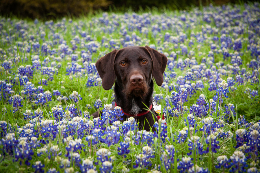 Pet-Friendly Hotels in Austin Cover