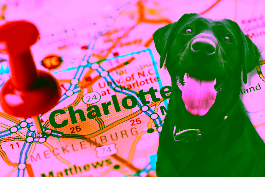 Learn How to Find the Best Pet-Friendly Hotels in Charlotte, North Carolina 2 Pet-Friendly Hotels in Charlotte Cover