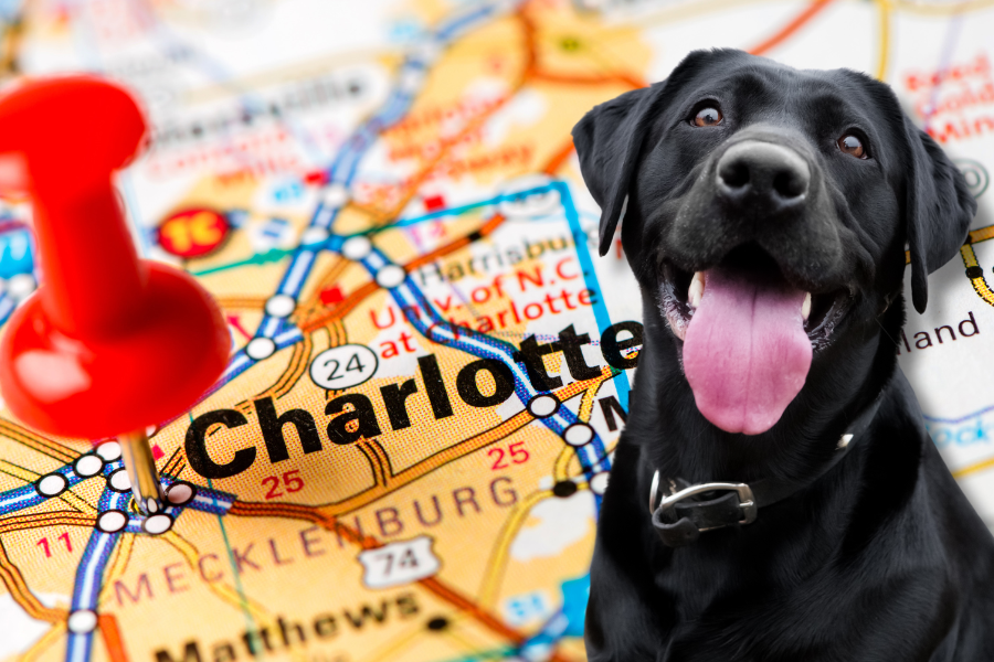 Pet-Friendly Hotels in Charlotte Cover
