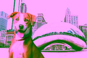 Pet-Friendly Hotels in Chicago, IL Cover