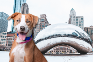 Pet-Friendly Hotels in Chicago, IL Cover