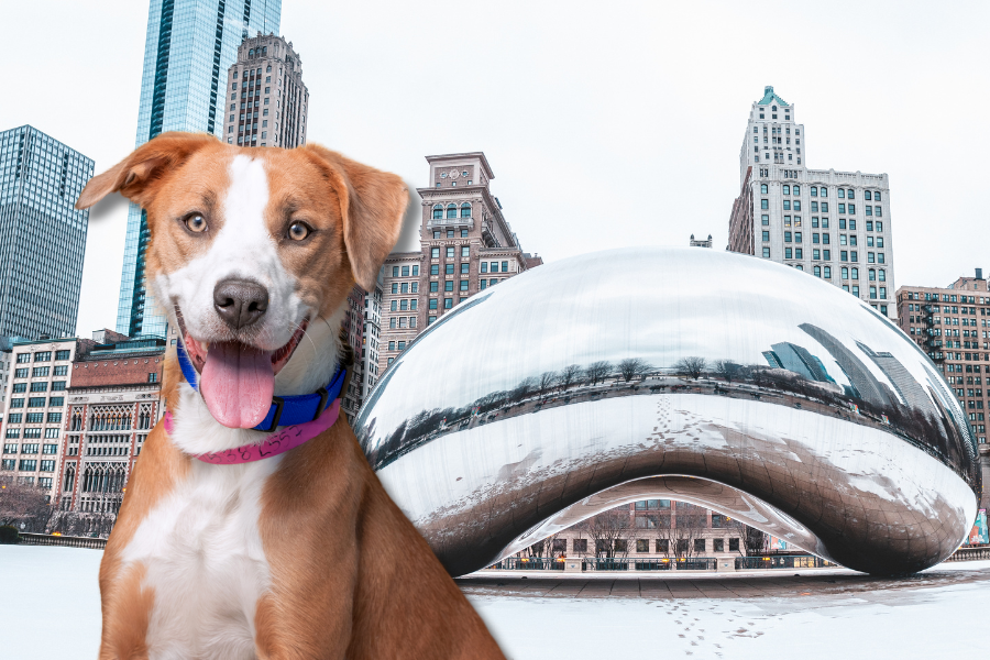 Pet-Friendly Hotels in Chicago, IL Cover
