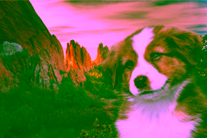 Pet-Friendly Hotels in Colorado Springs Cover