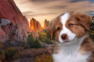 Pet-Friendly Hotels in Colorado Springs Cover