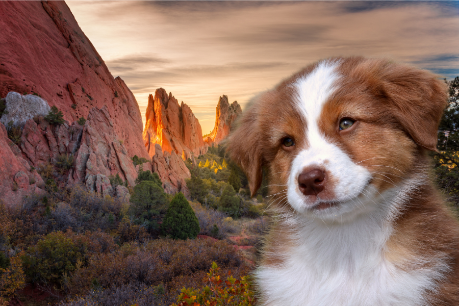Pet-Friendly Hotels in Colorado Springs Cover