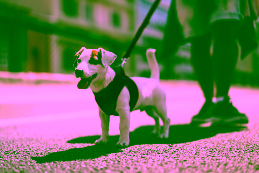Pet-Friendly Hotels in Galena Cover