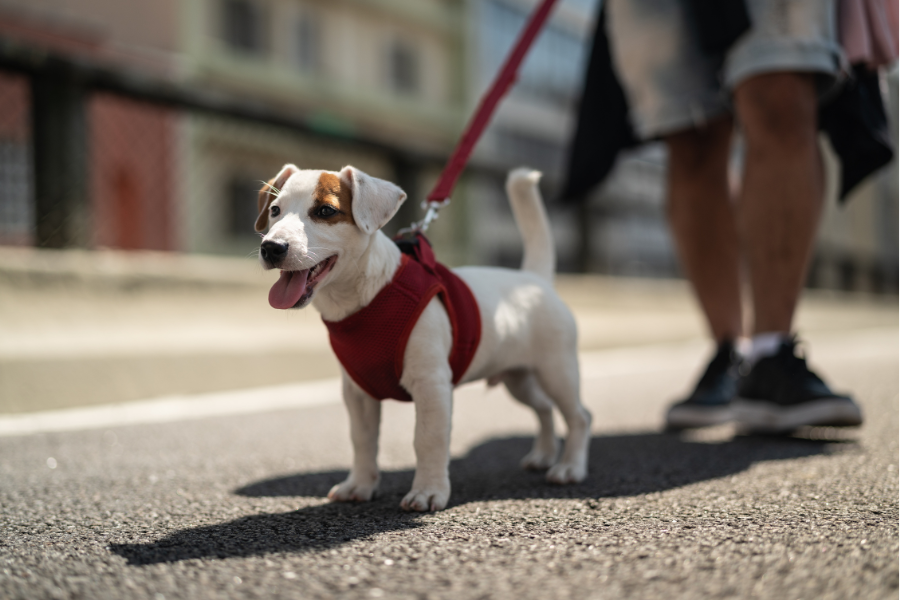 Pet-Friendly Hotels in Galena Cover