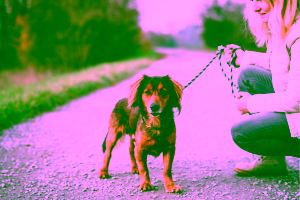 Pet-Friendly Hotels in Lake Tahoe Cover