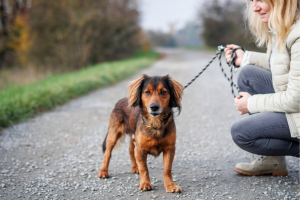 Pet-Friendly Hotels in Lake Tahoe Cover