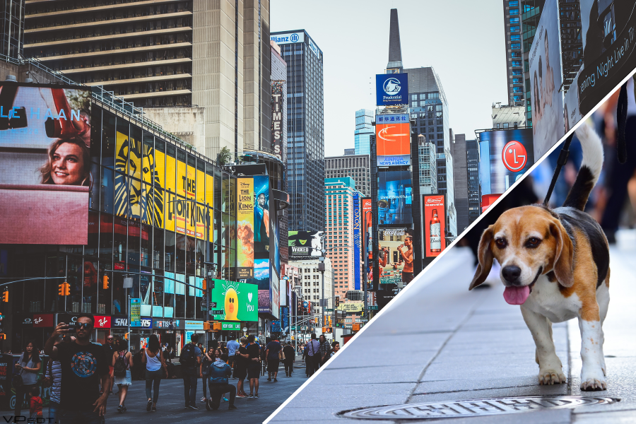 Pet-Friendly Hotels in NYC Cover