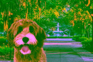 Pet-Friendly Hotels in Savannah Cover