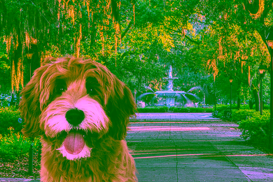 Hotels in Savannah, Georgia That Allow Pets 7 Pet-Friendly Hotels in Savannah Cover
