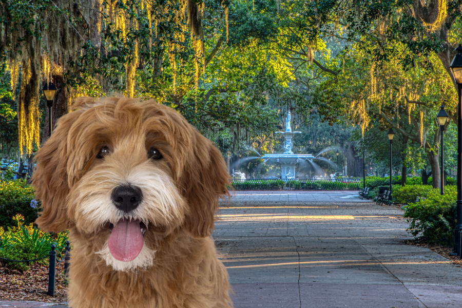 Pet-Friendly Hotels in Savannah Cover