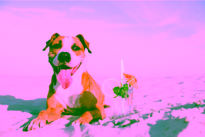 Pet-Friendly Hotels in St. Augustine Cover