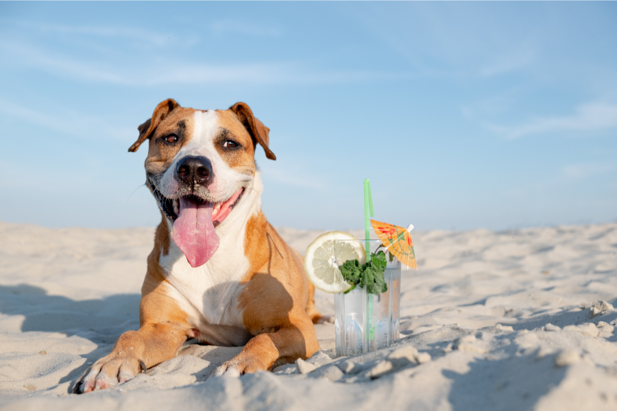 Pet-Friendly Hotels in St. Augustine Cover