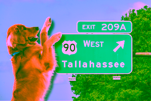 Pet-Friendly Hotels in Tallahassee Florida Cover