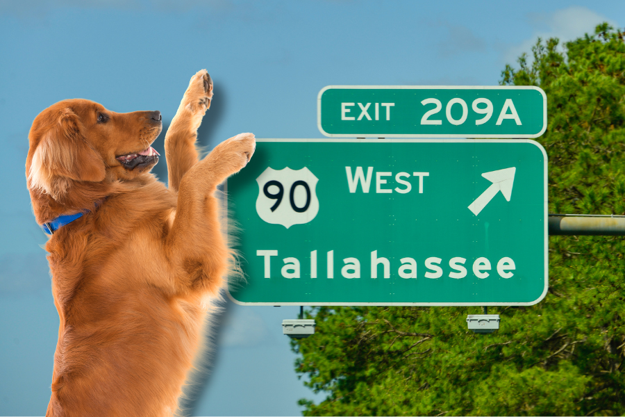 Pet-Friendly Hotels in Tallahassee Florida Cover