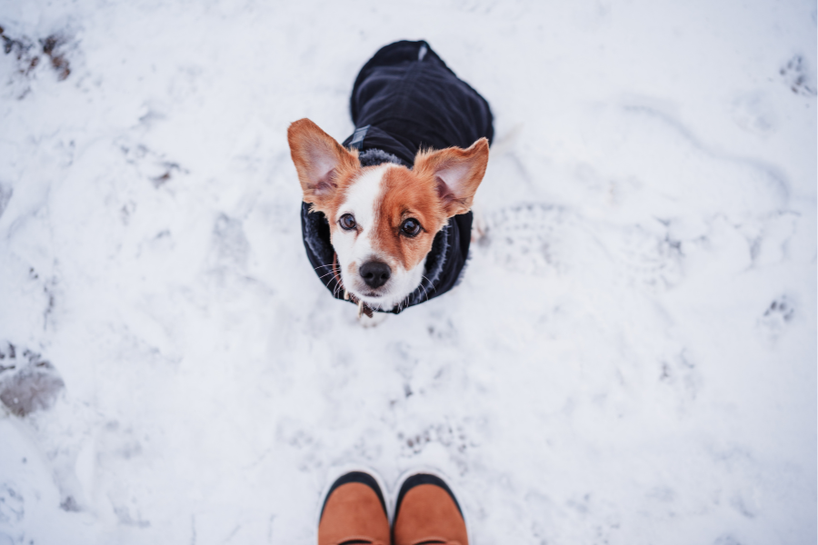 Pet-Friendly Hotels in Telluride Cover