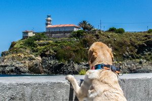 Pet-Friendly Places to Stay in Bar Harbor Cover