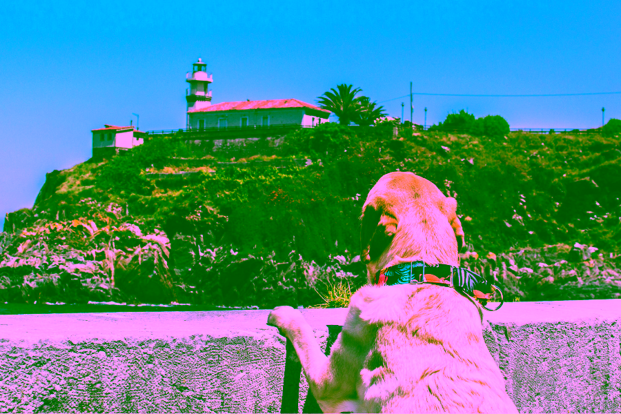 Pet-Friendly Places to Stay in Bar Harbor Cover