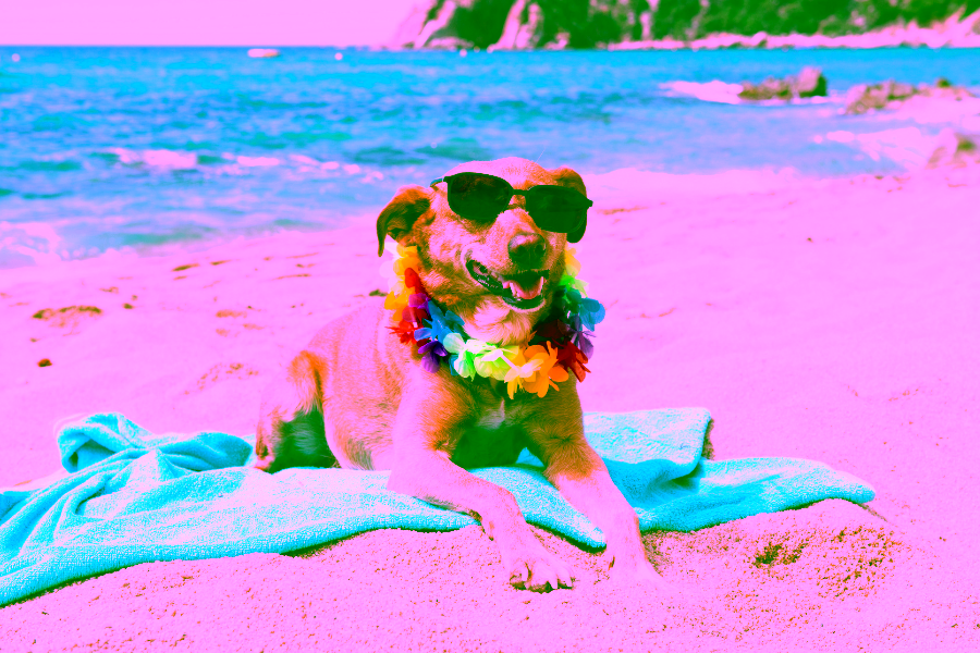 The Top 5 Pet Friendly Hotels in San Diego, CA 9 San Diego Pet-Friendly Hotels Cover