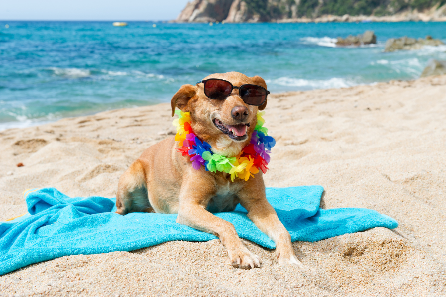 San Diego Pet-Friendly Hotels Cover