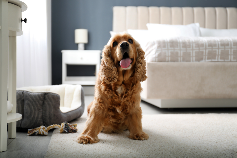 Sedona Hotels That Allow Pets Cover