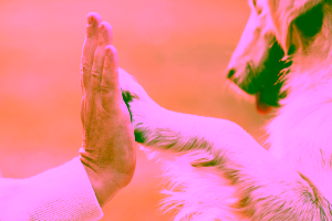 Service Dogs for Bipolar Disorder Cover